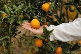 脆蜜金柑 桔中王炸，甜蜜爆击