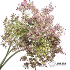 配花 | 蕾丝咖色