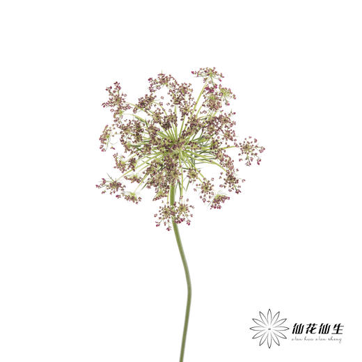 配花 | 蕾丝咖色 商品图1