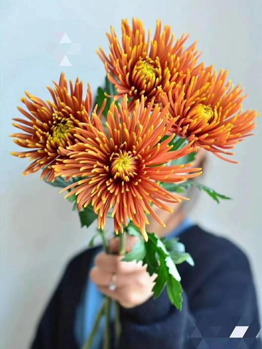 安娜菊-拉红 10支/扎 商品图4