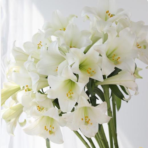 【美佳·惠生活】百合:铁炮4头(鲜花图片仅供参考)