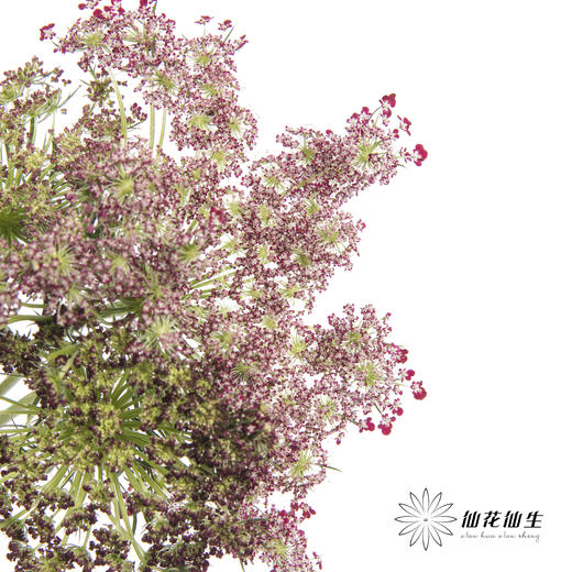 配花 | 蕾丝咖色 商品图4