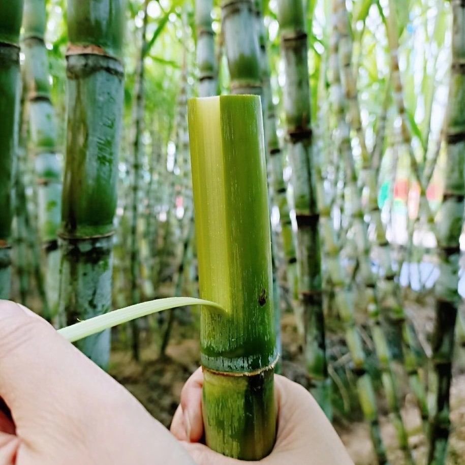 陶山脆皮甘蔗 3/5斤装