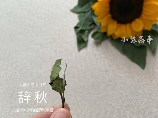 2019年深秋白茶《辞秋》，媲美2017霜降茶的珍藏版高山白茶 商品图2