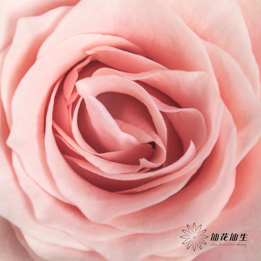 单头玫瑰 | 粉爱神 商品图5