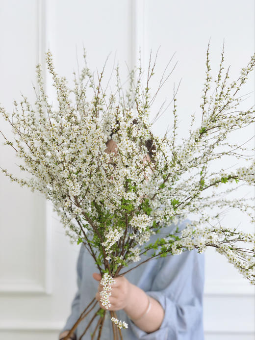 鲜枝雪柳中通包邮【一生温暖纯良，不舍爱与自由】简小姐精选 冬日新品神仙花材 浪漫清新雪柳1束 72小时发货 商品图9