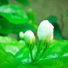 绿茶 | 西蜀茶缘 【2025年新茶】名山吟雪 蒙顶毛峰茉莉绿茶 100g 商品缩略图2