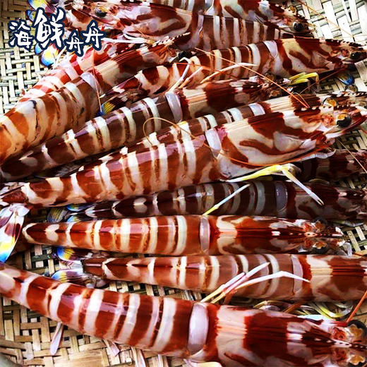 【野生】超低温  九节虾 商品图1