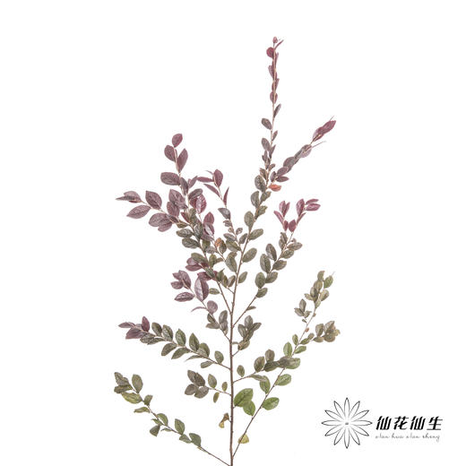 叶材 | 红继木 商品图3