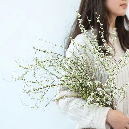 鲜枝雪柳中通包邮【一生温暖纯良，不舍爱与自由】简小姐精选 冬日新品神仙花材 浪漫清新雪柳1束 72小时发货 商品图1