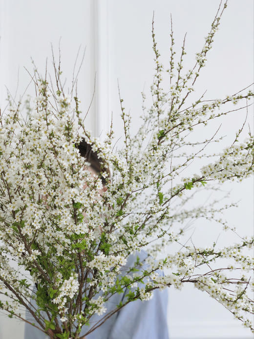 鲜枝雪柳中通包邮【一生温暖纯良，不舍爱与自由】简小姐精选 冬日新品神仙花材 浪漫清新雪柳1束 72小时发货 商品图2