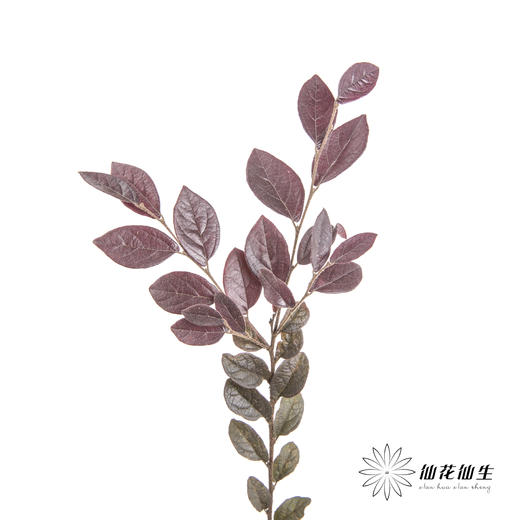 叶材 | 红继木 商品图2