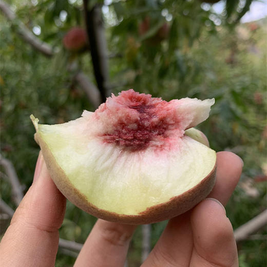 【山东青州小冬桃】 5/9斤老树小冬桃毛桃 非金秋红蜜桃 新鲜水果