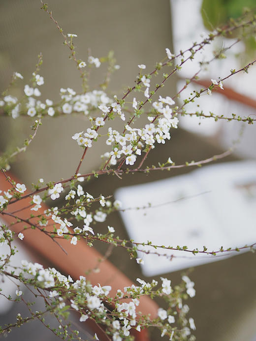 鲜枝雪柳中通包邮【一生温暖纯良，不舍爱与自由】简小姐精选 冬日新品神仙花材 浪漫清新雪柳1束 72小时发货 商品图6