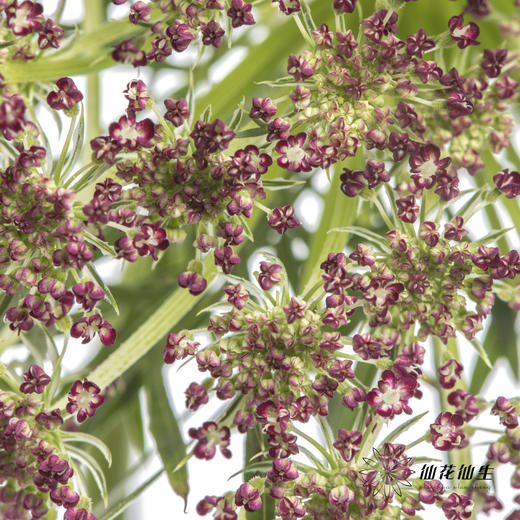 配花 | 蕾丝咖色 商品图3