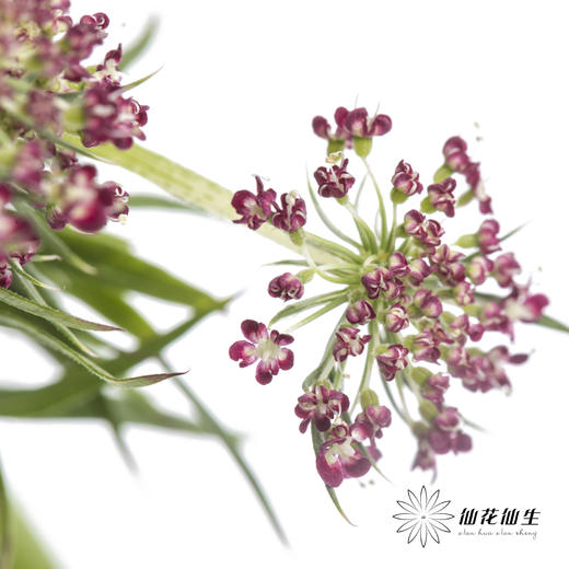 配花 | 蕾丝咖色 商品图2