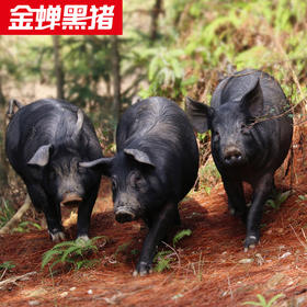 壹号餐桌金蝉T7大别山散养土猪五花肉（黑白毛混合发货) 冻品～