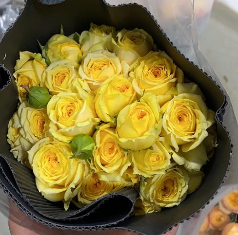 多头玫瑰米兰公主