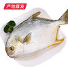 【海头渔夫】速鲜深海大金鲳鱼 约400-500g/条*3产地直发 商品缩略图3