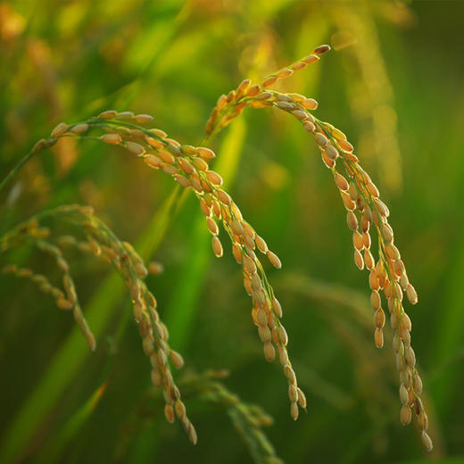 新疆察农生态长粒香米 一级大米 商品图3