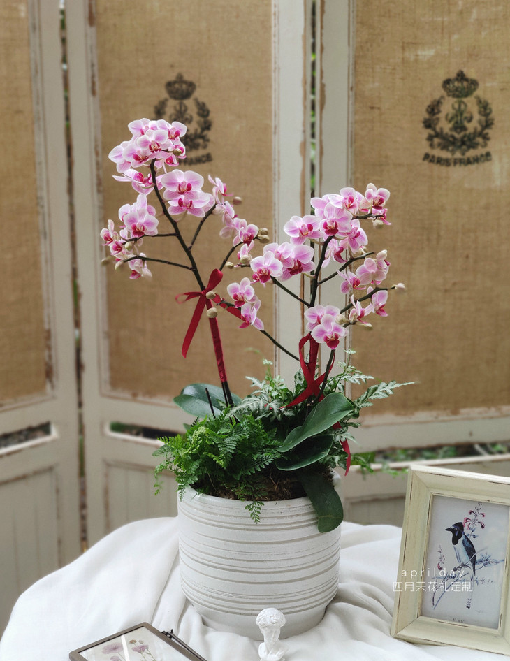 蝴蝶兰~幸福向你飞来 - 四月天花艺咖啡