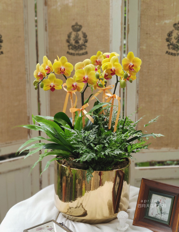 蝴蝶兰~幸福向你飞来