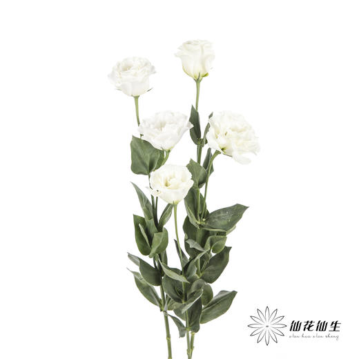 洋桔梗 | 白色 商品图3