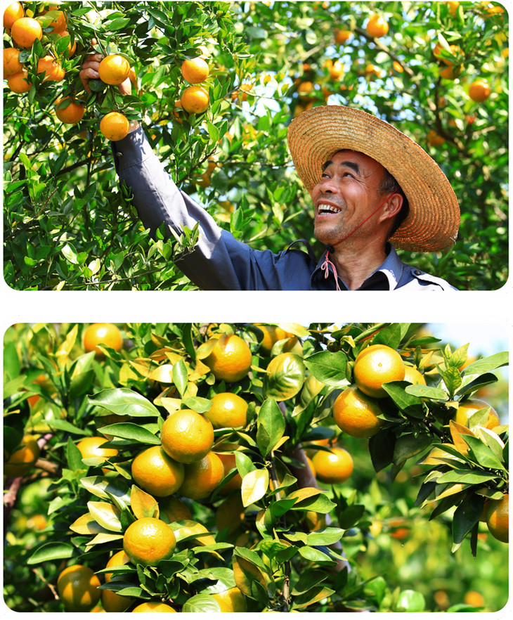 仁化丹霞贡柑粒粒甄选柑中贵族国家地理标志保护农产品正式发售