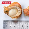 【海头渔夫】扇贝肉 500g*2产地直发 商品缩略图3