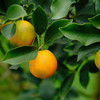 广西 融安 脆蜜金柑 商品缩略图1