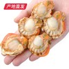 【海头渔夫】扇贝肉 500g*2产地直发 商品缩略图2
