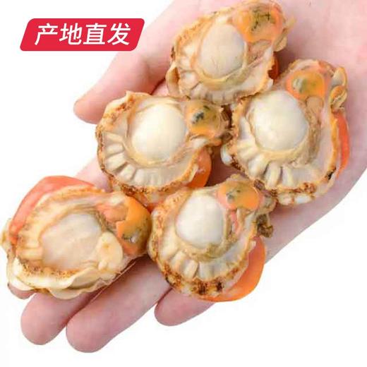 【海头渔夫】扇贝肉 500g*2产地直发 商品图2