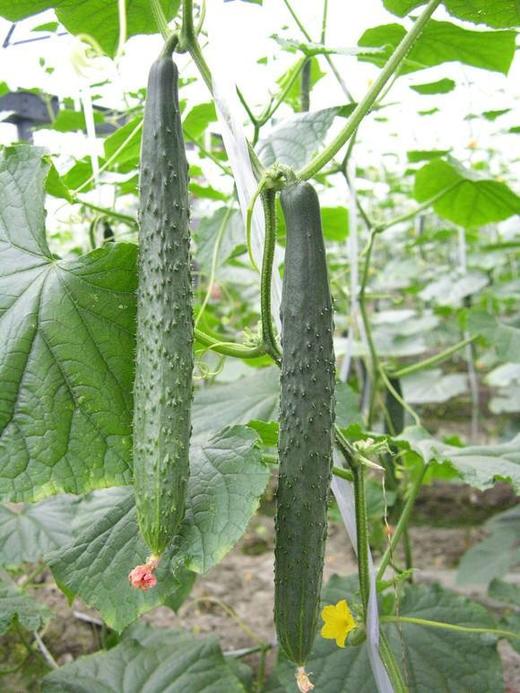 水黄瓜1921斤产地山东寿光