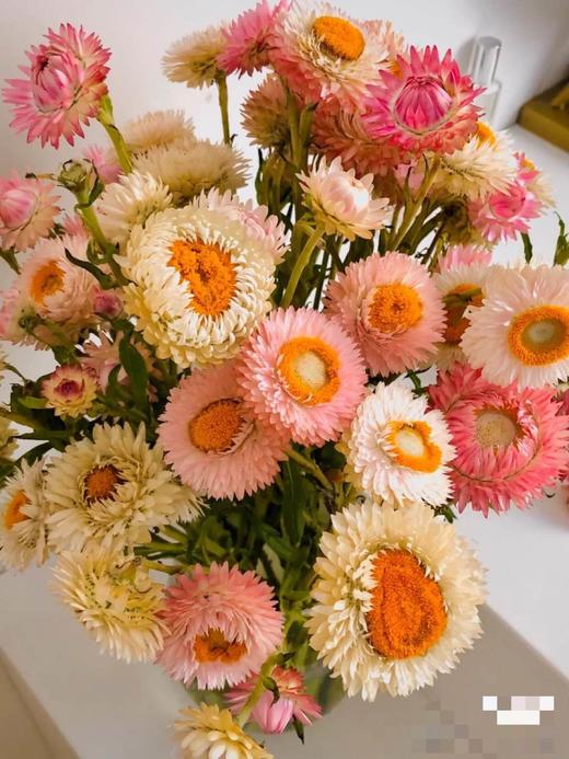 读本鲜花麦秆菊一束38元