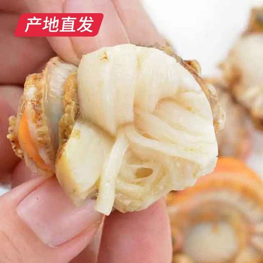 【海头渔夫】扇贝肉 500g*2产地直发 商品图1