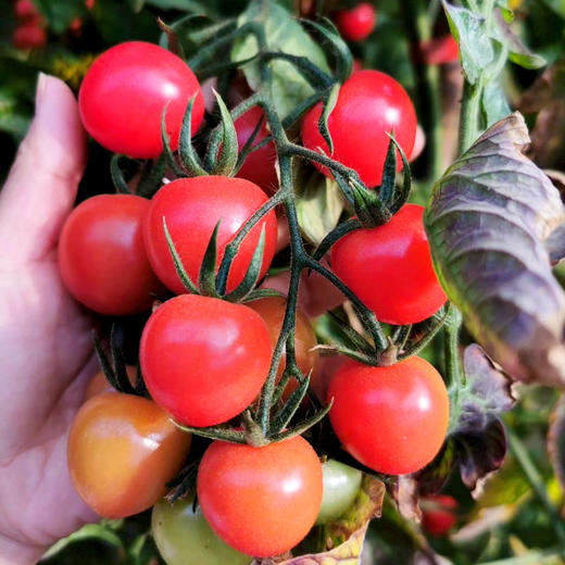 露天甜贝贝小番茄，清甜可口，一口爆汁！ 商品图5