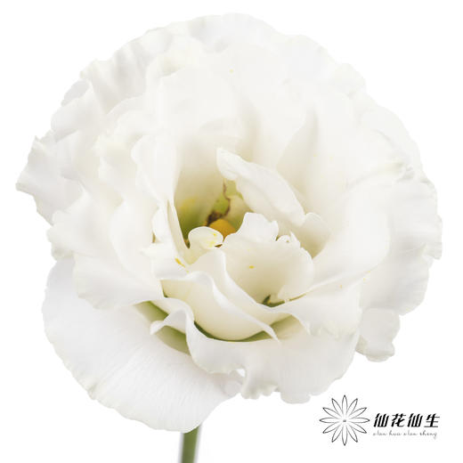 洋桔梗 | 白色 商品图0