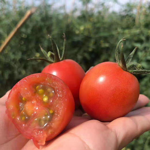 攀枝花露天甜贝贝小番茄酸甜可口果香浓郁