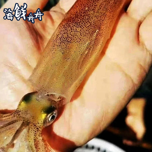 【野生】超低温  手钓小管 400g/盒 商品图2