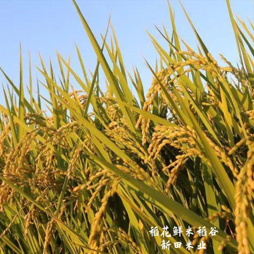 新疆察农有机稻花鲜米 一级大米 商品图3