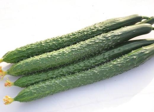 水黄瓜1921斤产地山东寿光