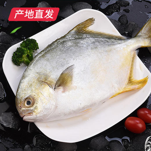 【海头渔夫】速鲜深海大金鲳鱼 约400-500g/条*3产地直发 商品图0