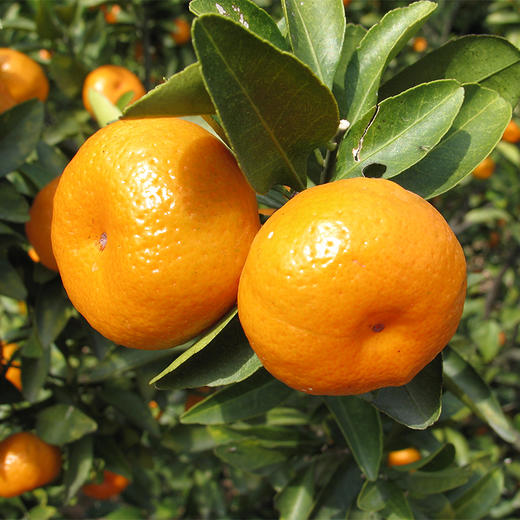 【顺丰直邮】江西南丰蜜桔 当季现摘5斤薄皮蜜橘 酸甜可口 黄皮砂糖小蜜橘子 商品图4