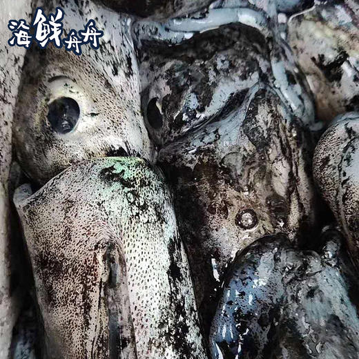 【野生】超低温 鲜冻大墨鱼 商品图4