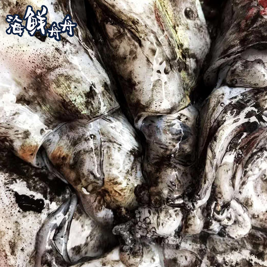 【野生】超低温 鲜冻大墨鱼 商品图2