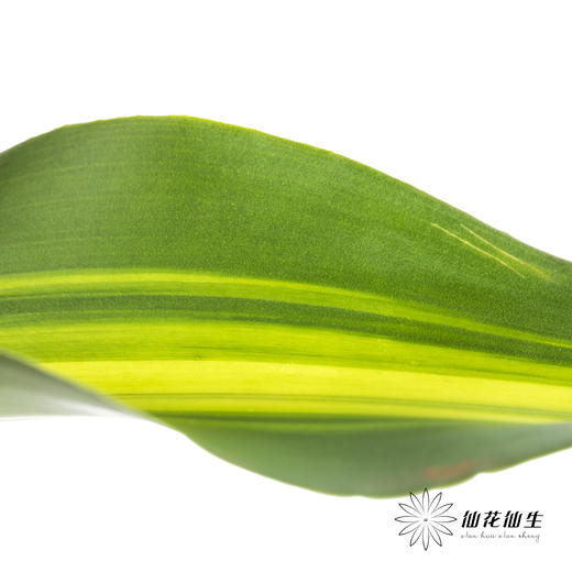叶材 | 巴西叶 商品图4
