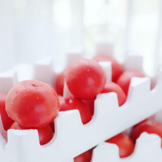 四川.攀枝花露天沙瓤西红柿 可以生吃的水果西红柿 商品图5