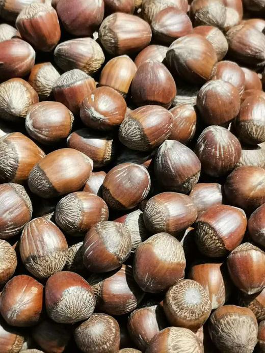 正宗长白山⛰️天然野生超香榛子 商品图3