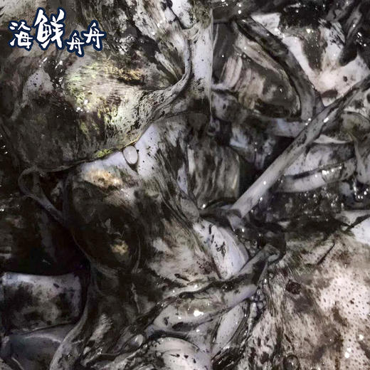 【野生】超低温 鲜冻大墨鱼 商品图3
