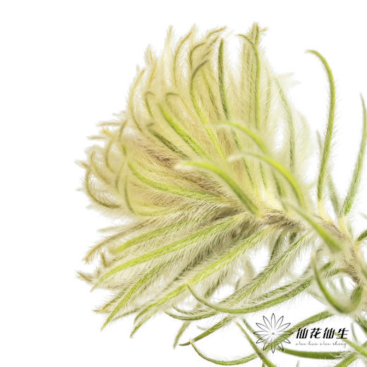 配花 | 金鹅绒 商品图1